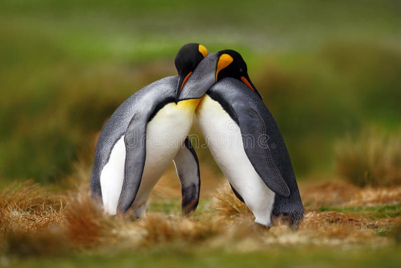 Ζωική αγάπη Αγκαλιά ζευγών βασιλιάδων penguin, άγρια φύση, πράσινο υπόβαθρο Δύο penguins που κάνουν την αγάπη Στη χλόη Σκηνή φ άγ στοκ φωτογραφία με δικαίωμα ελεύθερης χρήσης Ζωική αγάπη Αγκαλιά ζευγών βασιλιάδων penguin, άγρια φύση, πράσινο υπόβαθρο Δύο penguins που κάνουν την αγάπη Στη χλόη Σκηνή φ άγ στοκ φωτογραφία με δικαίωμα ελεύθερης χρήσης