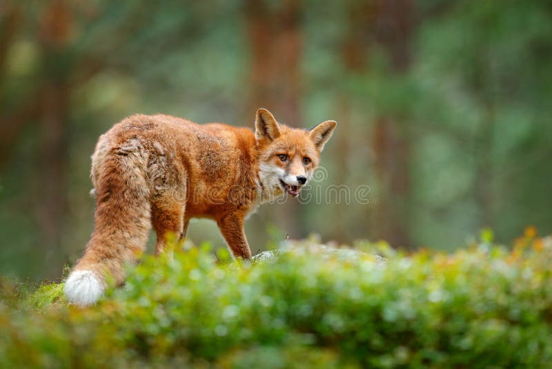 Ζωικό, πράσινο περιβάλλον Αλεπού στην πράσινη δασική χαριτωμένη κόκκινη αλεπού, Vulpes vulpes, στο δάσος με τα λουλούδια, πέτρα β