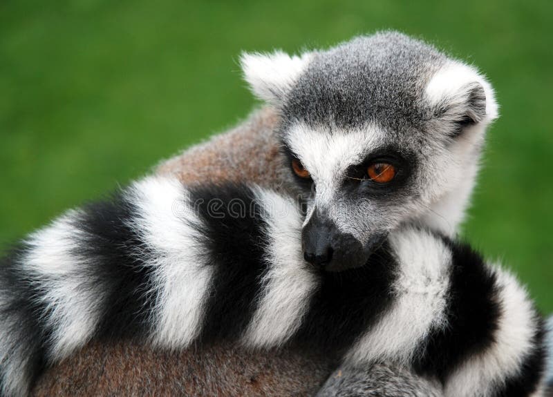 Beautiful portrait of lemur in the zoo. Beautiful portrait of lemur in the zoo