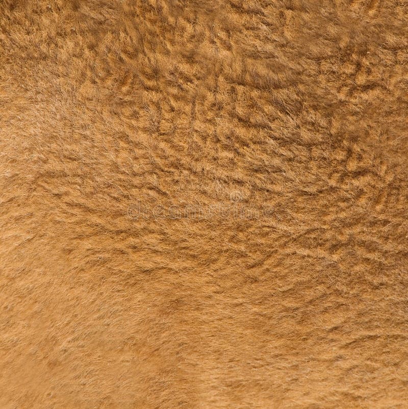 Live kangaroo fur texture close up. Live kangaroo fur texture close up