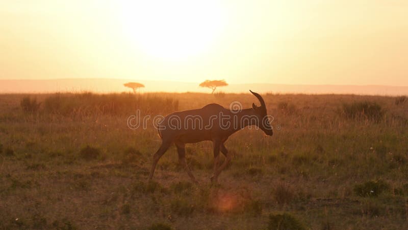 ζώα maasai mara κατά την ανατολή του ηλίου στην αφρική άγρια πανίδα και σαφάρι με τόπι να περπατά το ηλιοβασίλεμα στην bea