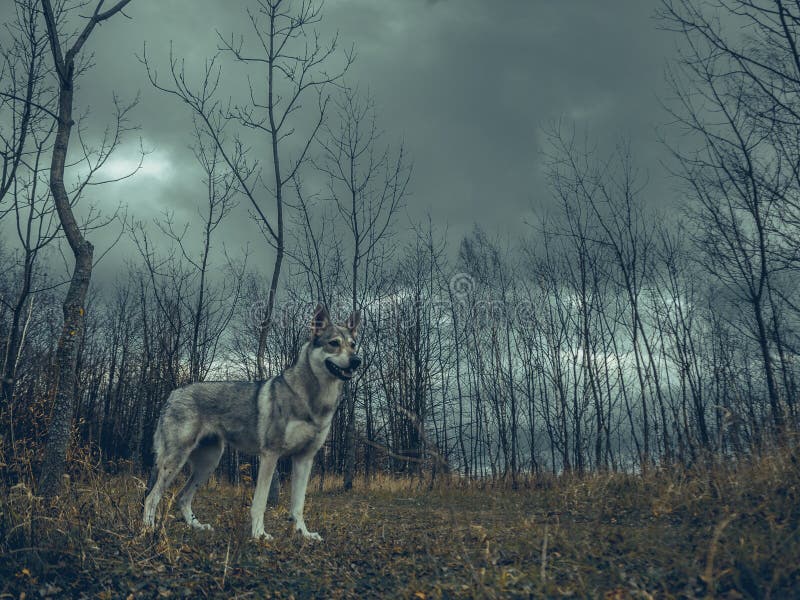 Wolf dog animal in nature forest with cloudy sky and trees around. Wolf dog animal in nature forest with cloudy sky and trees around