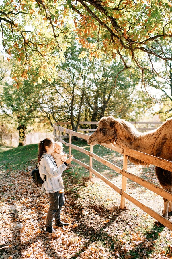 Η Camel κοιτάζει ένα καρότο στο χέρι μιας μητέρας που στέκεται με ένα μικρό κορίτσι στα χέρια της κοντά στον φράχτη του στυλό στοκ εικόνα