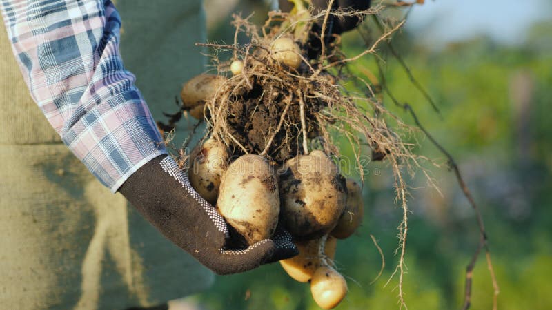Η Farmer παραδίδει τα γάντια κρατά πρόσφατα τους σκαμμένους επάνω βολβούς πατατών στοκ εικόνες με δικαίωμα ελεύθερης χρήσης Η Farmer παραδίδει τα γάντια κρατά πρόσφατα τους σκαμμένους επάνω βολβούς πατατών στοκ εικόνες με δικαίωμα ελεύθερης χρήσης