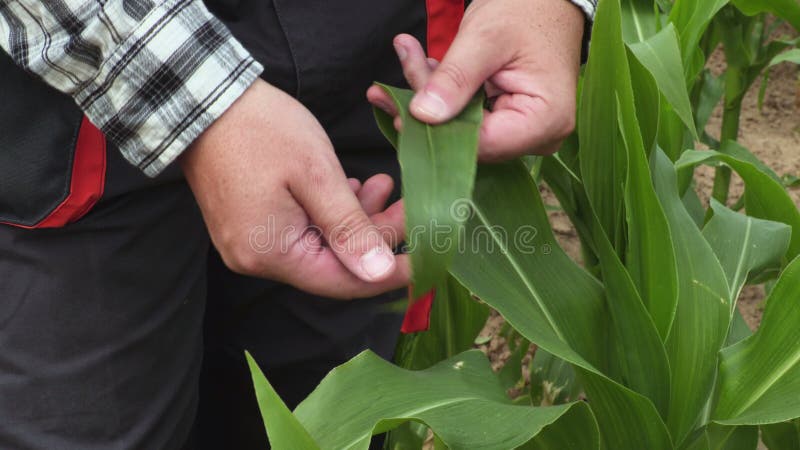 Η Farmer σχετικά με το καλαμπόκι βγάζει φύλλα κοντά επάνω