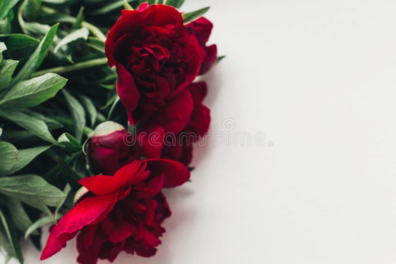 Η Floral έννοια ευχετήριων καρτών, αναπηδά τη μοντέρνη εικόνα όμορφος σχετικά με στοκ εικόνες