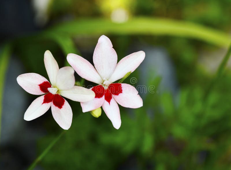 η freesia laxa έξι από τα λευκά πέταλα έχουν φωτεινά κόκκινα μοτίβα σε τρία από αυτά στοκ φωτογραφία