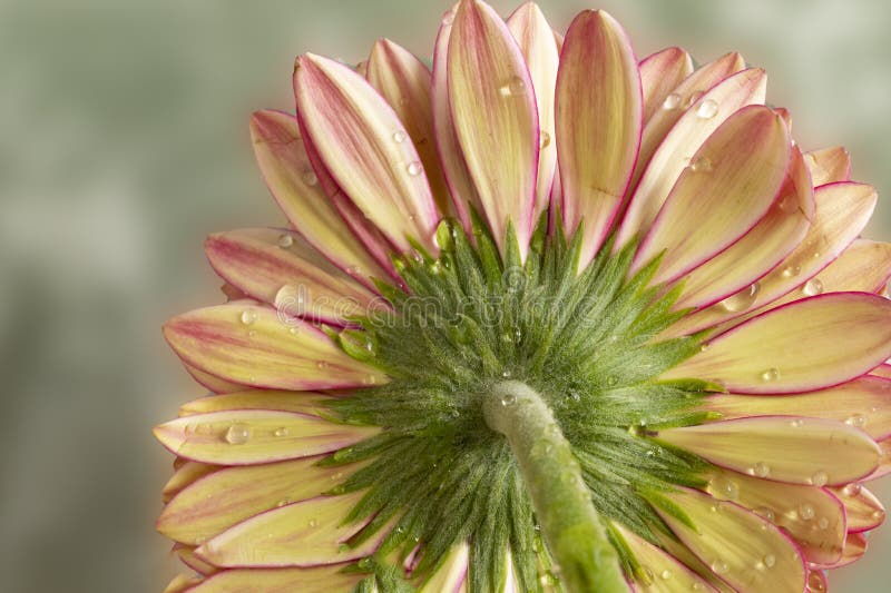η gerbera το πολύ όμορφο πολύχρωμο εξωτικό λουλούδι κοντά. η gerbera, το πολύ όμορφο πολύχρωμο εξωτικό λουλούδι, είναι κοντά στο μαύρο φόντο