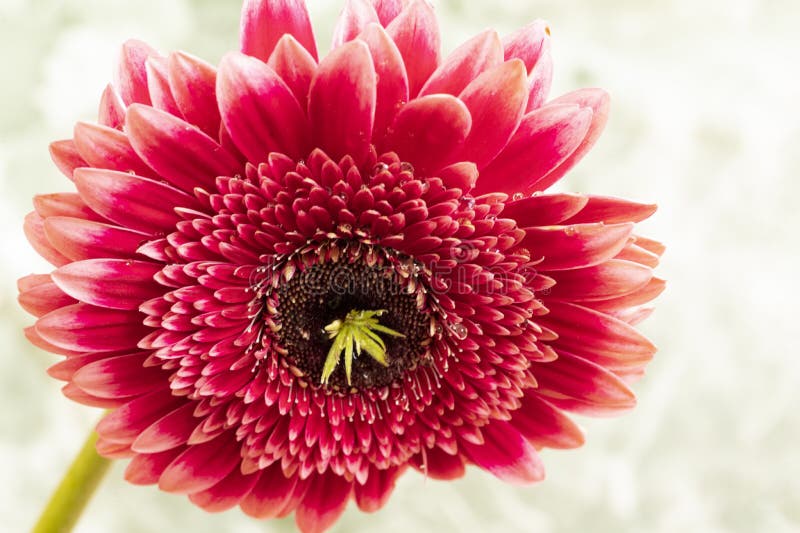 η gerbera το πολύ όμορφο πολύχρωμο εξωτικό λουλούδι κοντά. η gerbera, το πολύ όμορφο πολύχρωμο εξωτικό λουλούδι, είναι κοντά στο μαύρο φόντο