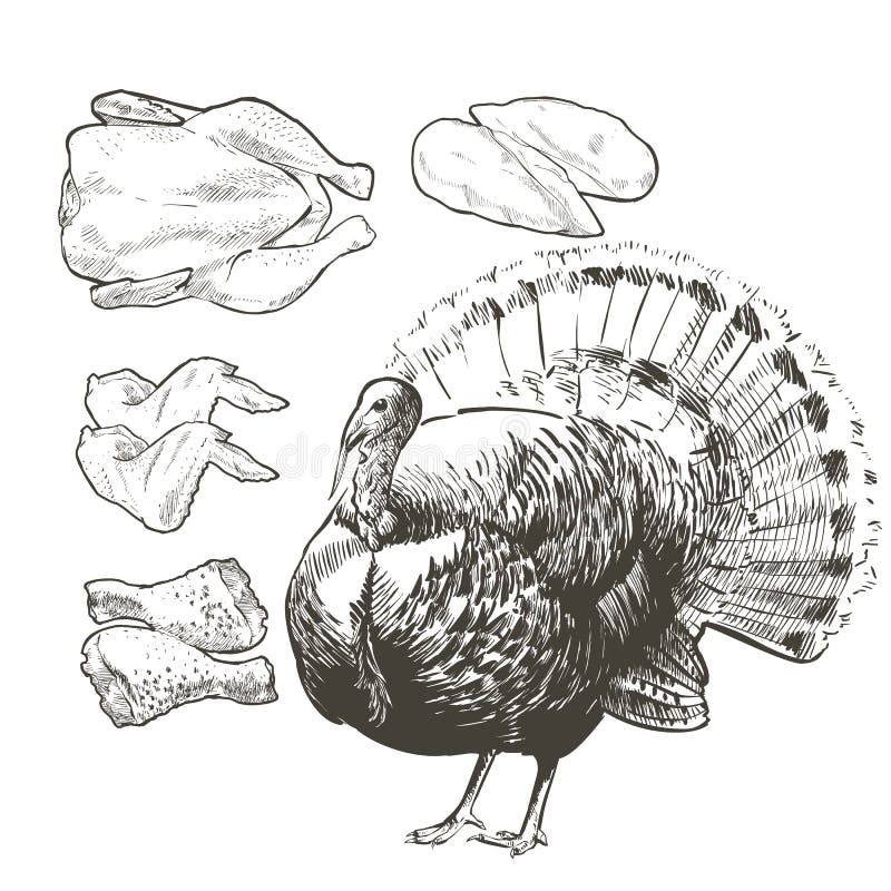 Vector illustration set poultry turkey. Roasted meat. Vintage sketch Illustration of farm animals. Isolated birds drawing on white background. Graphic for butcher shop, farmer market, Thanksgiving Day. Vector illustration set poultry turkey. Roasted meat. Vintage sketch Illustration of farm animals. Isolated birds drawing on white background. Graphic for butcher shop, farmer market, Thanksgiving Day