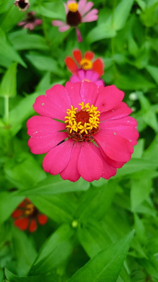 Η Zinnia elegans είναι ένα από τα διασημότερα ετήσια ανθοφόρα φυτά του γένους Zinnia. στοκ φωτογραφίες με δικαίωμα ελεύθερης χρήσης