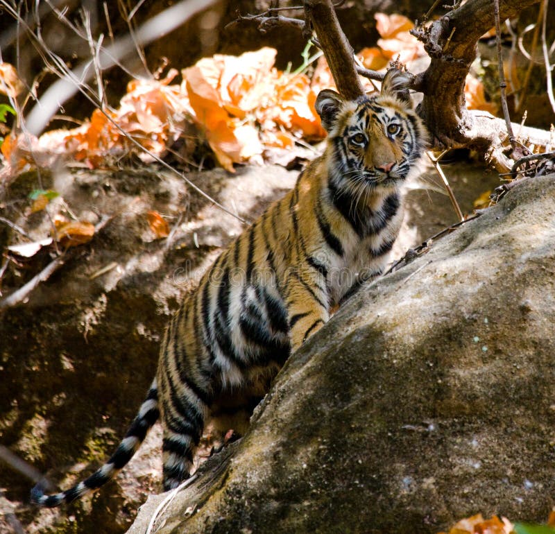 Η άγρια cub τίγρη της Βεγγάλης κοιτάζει έξω από τους βράχους στη ζούγκλα Ινδία εθνικό umaria γύρου πάρκων Μαρτίου madhya της Ινδί στοκ φωτογραφία Η άγρια cub τίγρη της Βεγγάλης κοιτάζει έξω από τους βράχους στη ζούγκλα Ινδία εθνικό umaria γύρου πάρκων Μαρτίου madhya της Ινδί στοκ φωτογραφία