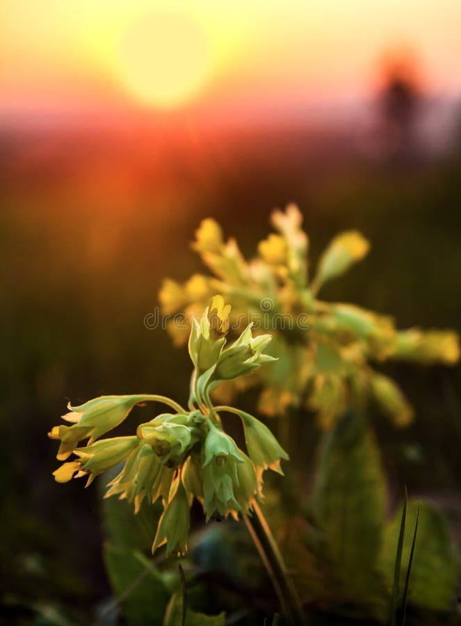Η άνθιση primrose Primula Veris ενάντια στον ήλιο αύξησης στοκ εικόνα με δικαίωμα ελεύθερης χρήσης Η άνθιση primrose Primula Veris ενάντια στον ήλιο αύξησης στοκ εικόνα με δικαίωμα ελεύθερης χρήσης