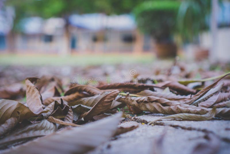 Spring causes the leaves to fall all over the ground. Only the leaves that wilt brown. Spring causes the leaves to fall all over the ground. Only the leaves that wilt brown.