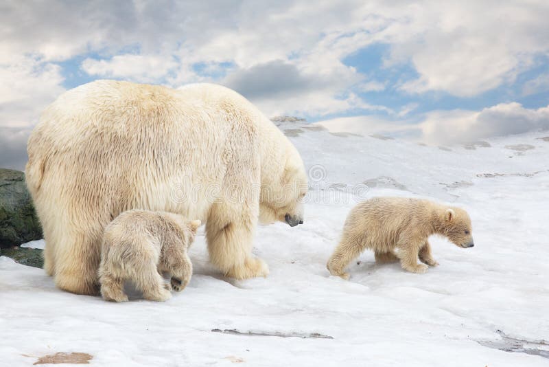 Η άσπρη πολική αυτή-αρκούδα με δύο αντέχει cubs στοκ εικόνες Η άσπρη πολική αυτή-αρκούδα με δύο αντέχει cubs στοκ εικόνες