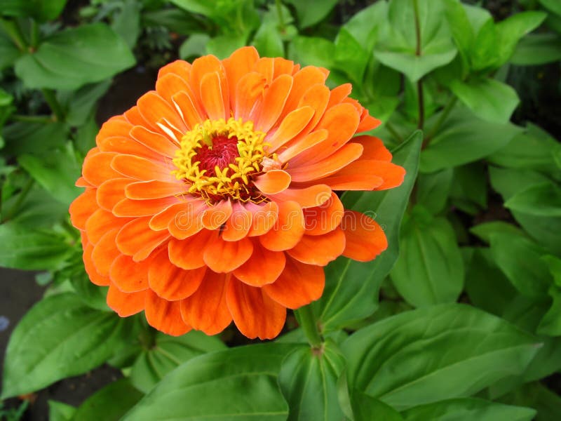 Η έξυπνη πορτοκαλιά Zinnia με τα κίτρινα stamens στοκ εικόνες