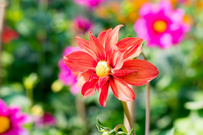 Η έρημος αυξήθηκε γένος Adenium των ανθίζοντας φυτών νταλιών στην οικογένεια Apocynum Εγκαταστάσεις αγάπης ήλιων μοιάζουν με ένα στοκ φωτογραφία με δικαίωμα ελεύθερης χρήσης Η έρημος αυξήθηκε γένος Adenium των ανθίζοντας φυτών νταλιών στην οικογένεια Apocynum Εγκαταστάσεις αγάπης ήλιων μοιάζουν με ένα στοκ φωτογραφία με δικαίωμα ελεύθερης χρήσης