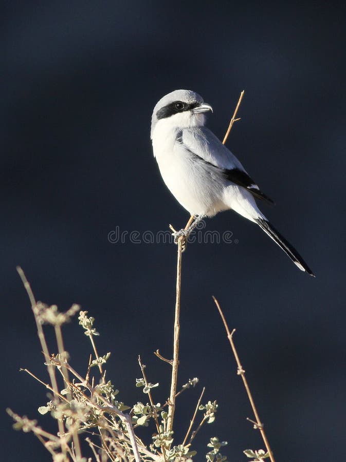 Ηλίθιος Shrike - ludovicianus Lanius στοκ εικόνες Ηλίθιος Shrike - ludovicianus Lanius στοκ εικόνες