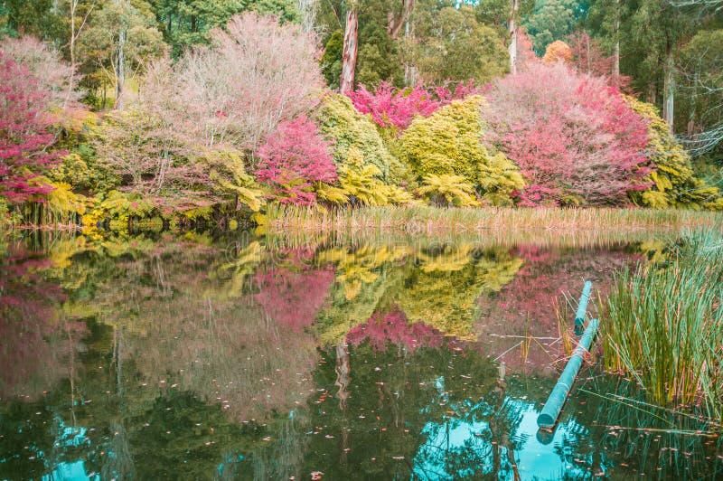 The lake in autumn. National Rhododendron Gardens, Olinda, Australia. The lake in autumn. National Rhododendron Gardens, Olinda, Australia.