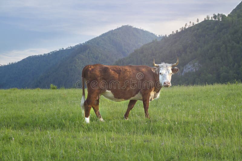 Cow graze in the meadow in the mountains in the rays of sunset. Cow graze in the meadow in the mountains in the rays of sunset