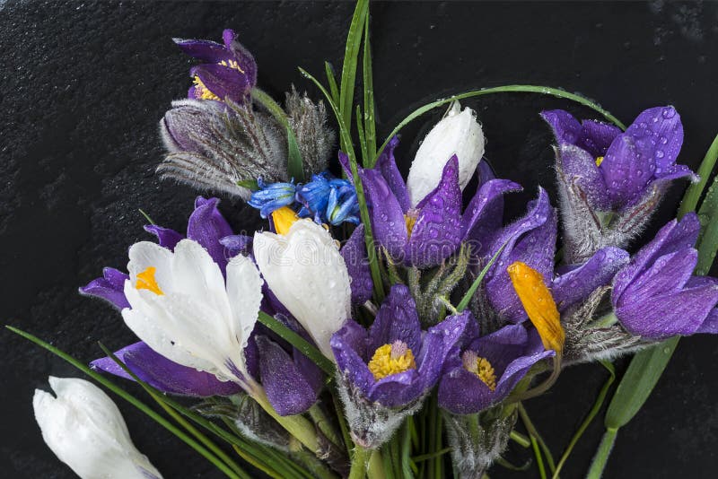 Η ανθοδέσμη του πρώτου ελατηρίου ανθίζει: snowdrops, υάκινθος, χρώμιο λιβαδιών στοκ φωτογραφία με δικαίωμα ελεύθερης χρήσης Η ανθοδέσμη του πρώτου ελατηρίου ανθίζει: snowdrops, υάκινθος, χρώμιο λιβαδιών στοκ φωτογραφία με δικαίωμα ελεύθερης χρήσης