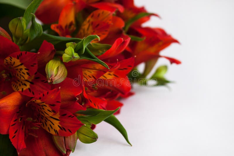 Η ανθοδέσμη κόκκινου Alstroemeria, του περουβιανού κρίνου ή του κρίνου του Incas ανθίζει Υπόβαθρο που απομονώνεται άσπρο, διάστημ στοκ φωτογραφίες Η ανθοδέσμη κόκκινου Alstroemeria, του περουβιανού κρίνου ή του κρίνου του Incas ανθίζει Υπόβαθρο που απομονώνεται άσπρο, διάστημ στοκ φωτογραφίες
