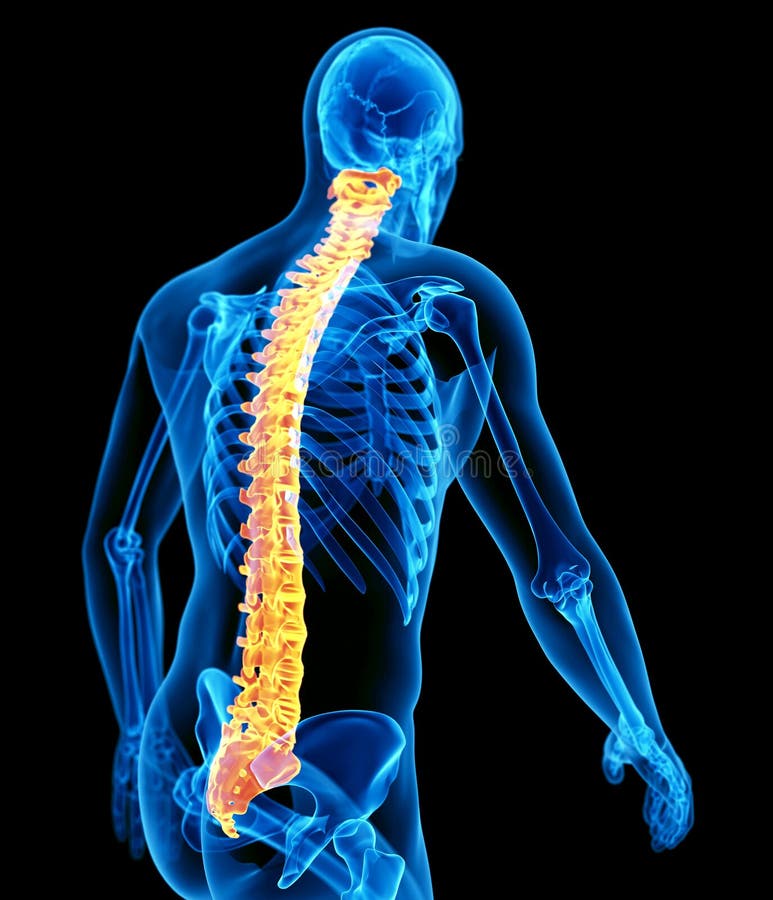 3d rendered medically accurate illustration of the human spine. 3d rendered medically accurate illustration of the human spine