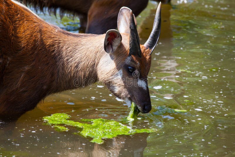 Η αντιλόπη Sitatunga τρώει τα άλγη νερού στοκ φωτογραφία με δικαίωμα ελεύθερης χρήσης Η αντιλόπη Sitatunga τρώει τα άλγη νερού στοκ φωτογραφία με δικαίωμα ελεύθερης χρήσης
