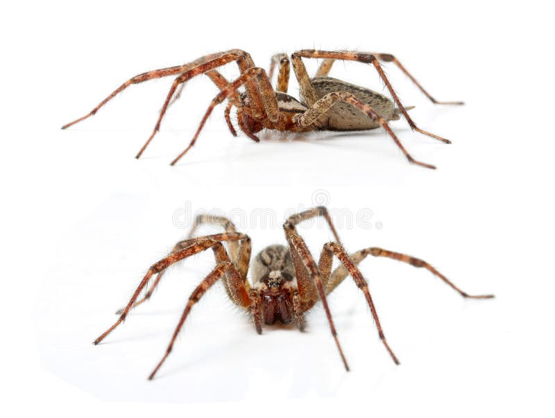 Η αράχνη Hobo, Tegenaria Agrestis στοκ εικόνες Η αράχνη Hobo, Tegenaria Agrestis στοκ εικόνες