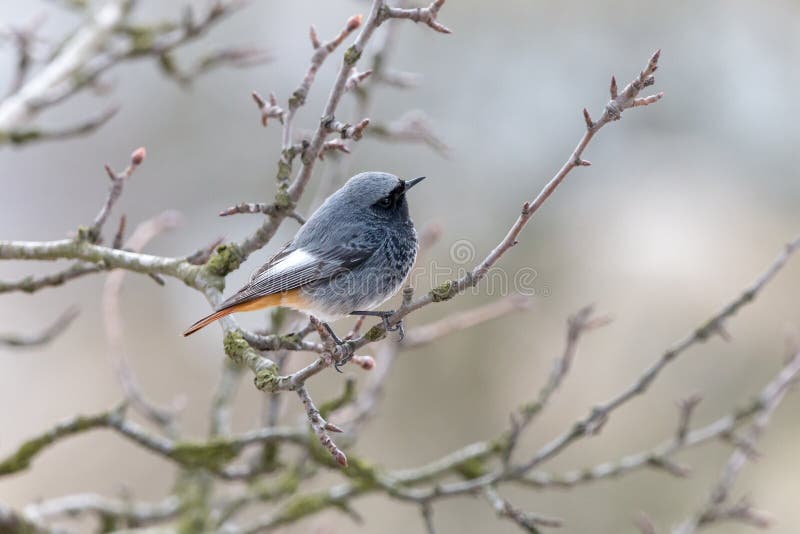 Η αρσενική μαύρη συνεδρίαση redstart στον κλάδο με το θολωμένο υπόβαθρο στοκ εικόνες Η αρσενική μαύρη συνεδρίαση redstart στον κλάδο με το θολωμένο υπόβαθρο στοκ εικόνες