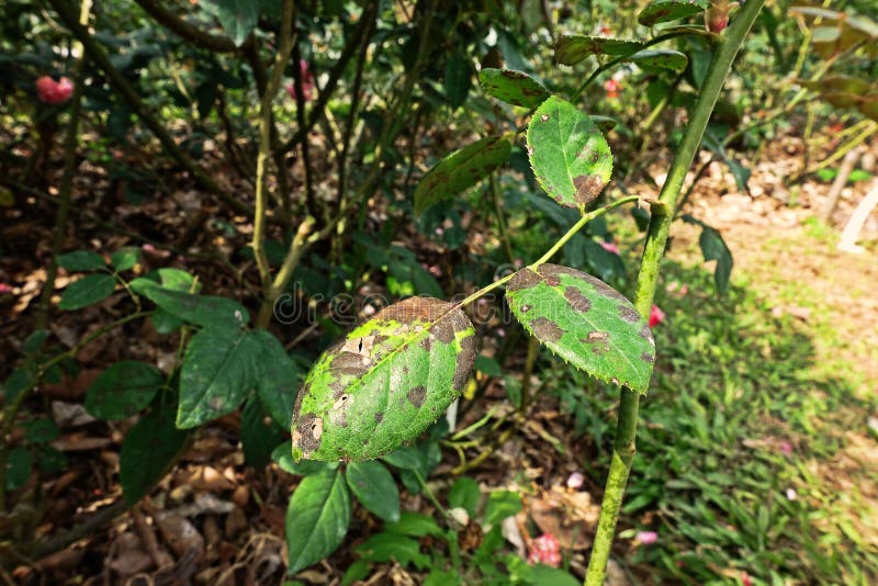 Plant disease, fungal leaves spot disease on roses causes the damage on rose, back spot disease. Plant disease, fungal leaves spot disease on roses causes the damage on rose, back spot disease