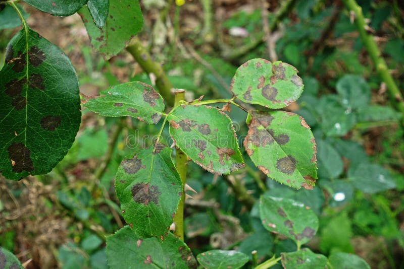 Plant disease, fungal leaves spot disease on roses causes the damage on rose, back spot disease. Plant disease, fungal leaves spot disease on roses causes the damage on rose, back spot disease