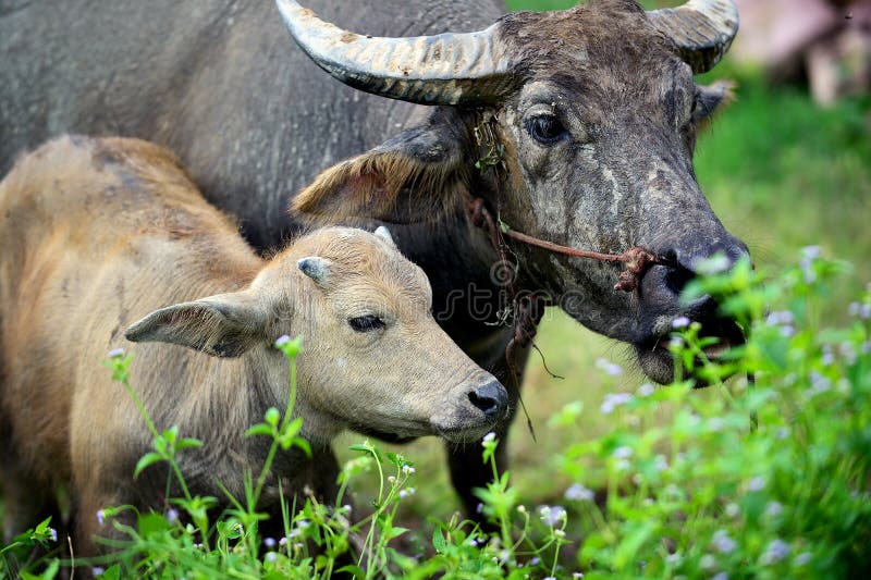 Η ασιατικά μητέρα και το μωρό Buffalo τρώνε την πράσινη χλόη στοκ φωτογραφίες με δικαίωμα ελεύθερης χρήσης