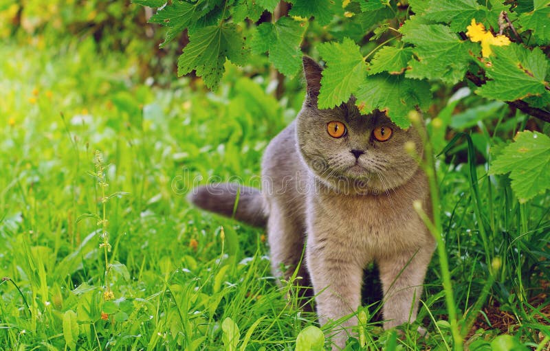 British short hair cat chasing outdoors in the green grass. British short hair cat chasing outdoors in the green grass