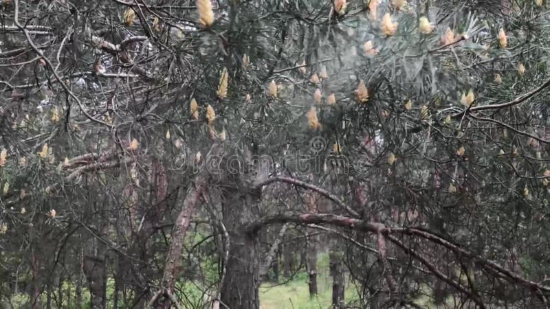 η γύρη πεύκου πέφτει από ένα ανθεκτικό κλαδί