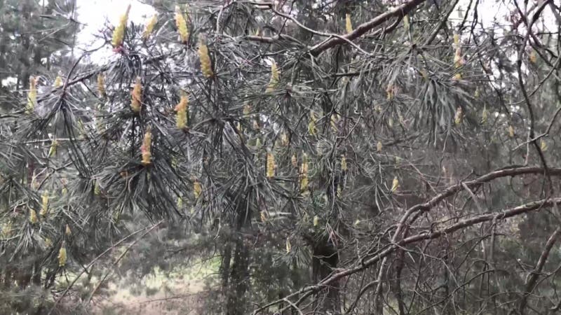 η γύρη πεύκου πέφτει από ένα ανθεκτικό κλαδί