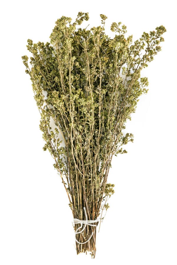 Η δέσμη ξηρό Oregano που δέθηκε με τη σειρά απομόνωσε τη τοπ άποψη στοκ εικόνα