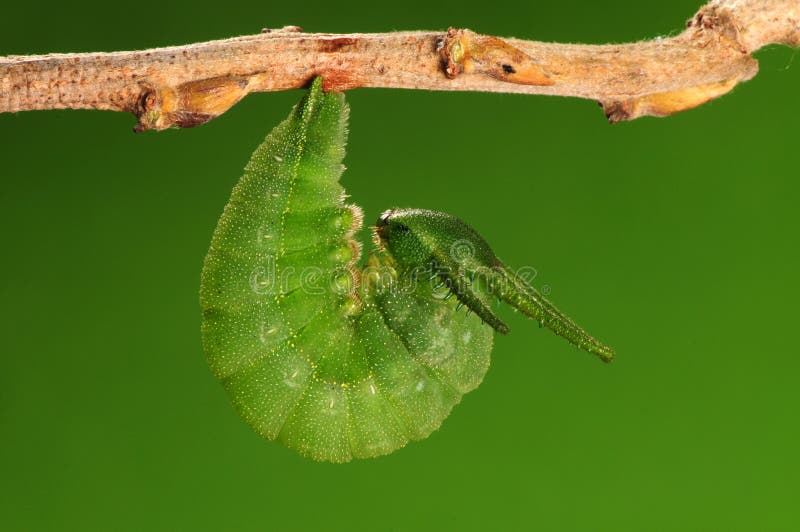 Η διαδικασία της 1/8) πεταλούδας pupation ( στοκ εικόνες Η διαδικασία της 1/8) πεταλούδας pupation ( στοκ εικόνες