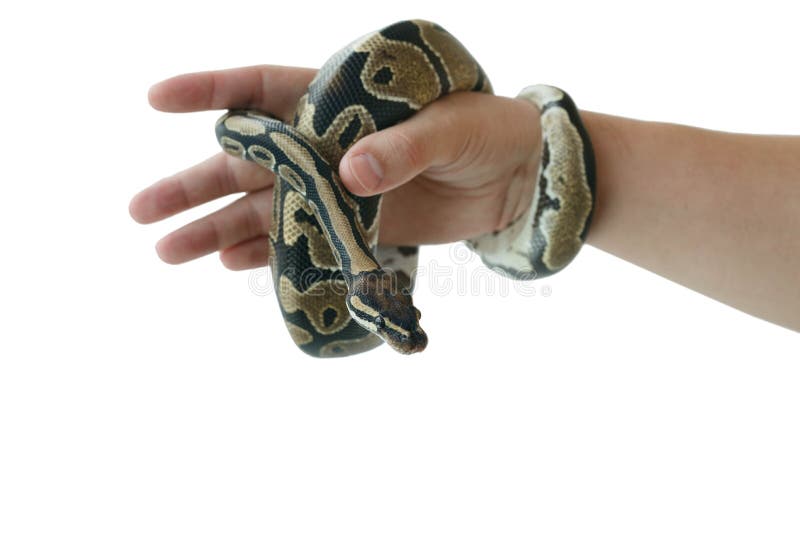 Η εικόνα του βασιλικού ή της σφαίρας python σε ετοιμότητα του ατόμου στοκ εικόνα Η εικόνα του βασιλικού ή της σφαίρας python σε ετοιμότητα του ατόμου στοκ εικόνα