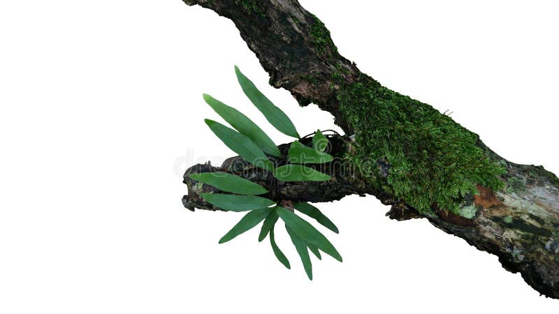 Η επιφυτικά πράσινα φτέρη και τα βρύα φύλλων αυξάνονται στον παλαιό ξεπερασμένο κλάδο δέντρων ζουγκλών στο τροπικό τροπικό δάσος στοκ φωτογραφία Η επιφυτικά πράσινα φτέρη και τα βρύα φύλλων αυξάνονται στον παλαιό ξεπερασμένο κλάδο δέντρων ζουγκλών στο τροπικό τροπικό δάσος στοκ φωτογραφία