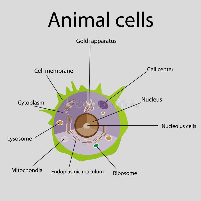 The internal structure of an animal cell. Illustration. The internal structure of an animal cell. Illustration