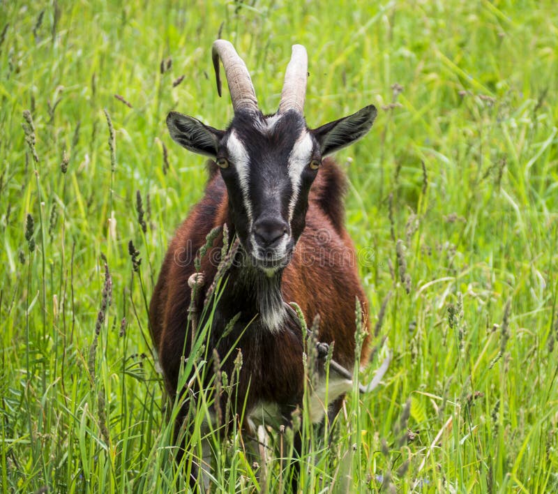 Happy Goat graze outdoors brown. Happy Goat graze outdoors brown