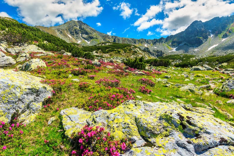 Η ζάλη ρόδινου rhododendron ανθίζει στην κοιλάδα, Retezat, Carpathians, Ρουμανία στοκ φωτογραφία Η ζάλη ρόδινου rhododendron ανθίζει στην κοιλάδα, Retezat, Carpathians, Ρουμανία στοκ φωτογραφία