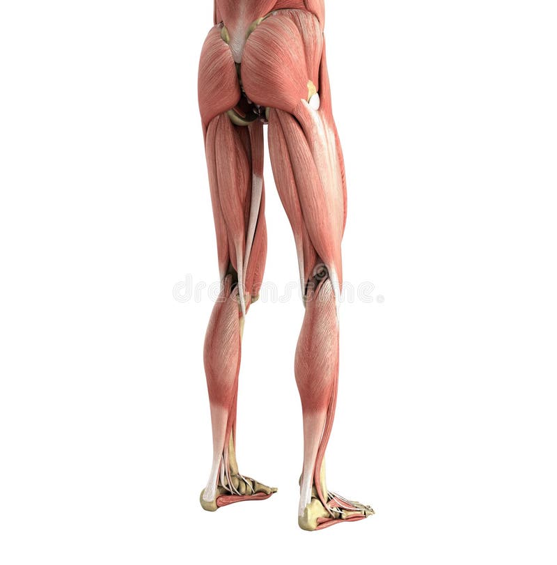 medical accurate illustration of the leg muscles 3d render on white no shadow. medical accurate illustration of the leg muscles 3d render on white no shadow