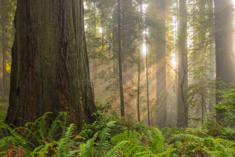 Ηλιαχτίδες στο δάσος redwood στοκ εικόνα με δικαίωμα ελεύθερης χρήσης Ηλιαχτίδες στο δάσος redwood στοκ εικόνα με δικαίωμα ελεύθερης χρήσης