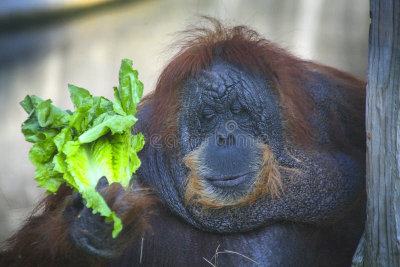 Ηλικιωμένος θηλυκός Orangutan - γεύμα σαλάτας στοκ εικόνα