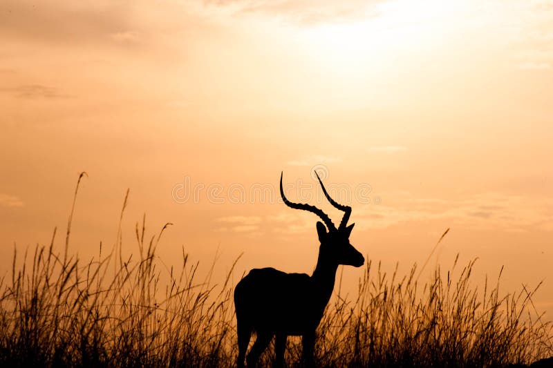 Gazelle in the Masai Mara Kenya at sunset. Gazelle in the Masai Mara Kenya at sunset