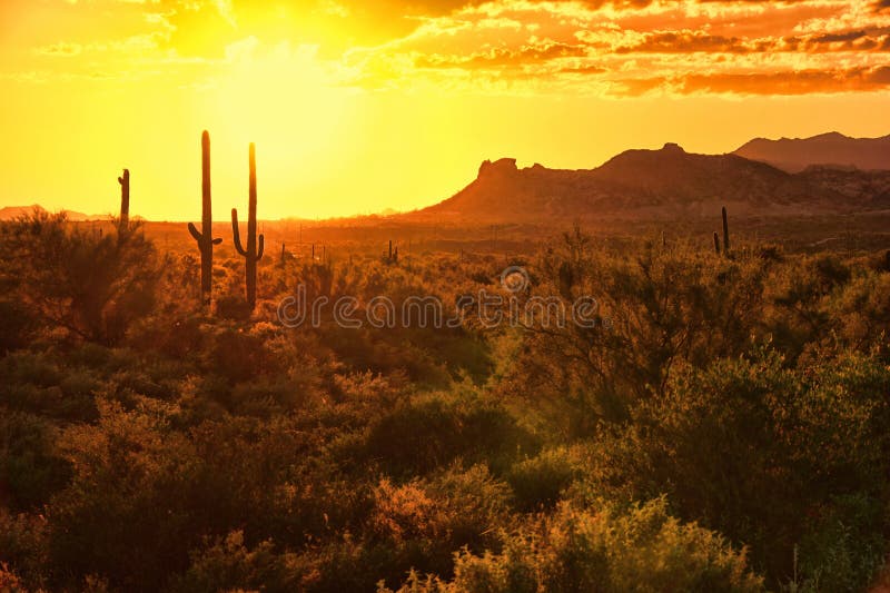 Sunset view of the Arizona desert with cacti and mountains. Sunset view of the Arizona desert with cacti and mountains