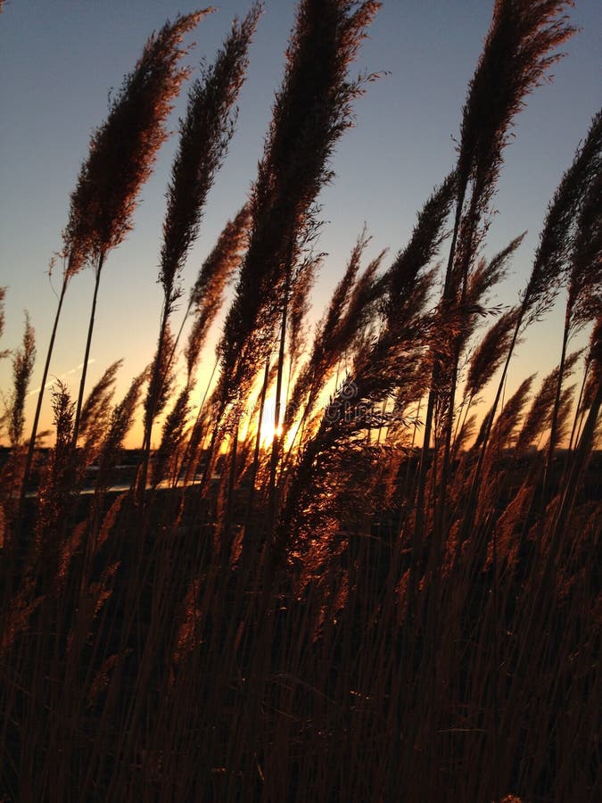 Ηλιοφώτιστη χλόη Phragmites κατά τη διάρκεια του ηλιοβασιλέματος στοκ φωτογραφίες με δικαίωμα ελεύθερης χρήσης Ηλιοφώτιστη χλόη Phragmites κατά τη διάρκεια του ηλιοβασιλέματος στοκ φωτογραφίες με δικαίωμα ελεύθερης χρήσης