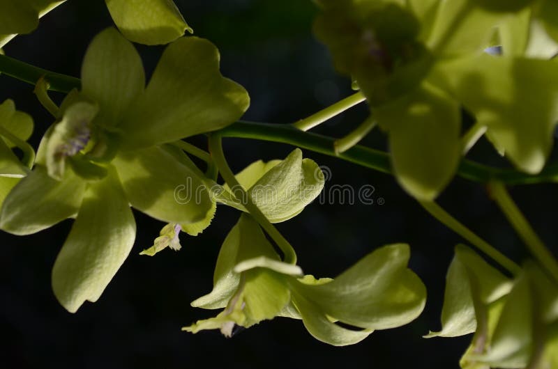 Η κίτρινη πορφυρή γλώσσα ορχιδεών Dendrobium συνδυάζει ένα κίτρινο χρώμα λουλουδιών στοκ φωτογραφίες Η κίτρινη πορφυρή γλώσσα ορχιδεών Dendrobium συνδυάζει ένα κίτρινο χρώμα λουλουδιών στοκ φωτογραφίες